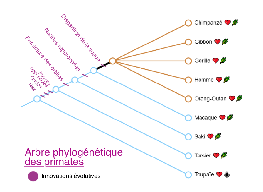 Un exemple d'arbre phylogénétique réalisé par un groupe d'élèves de terminale